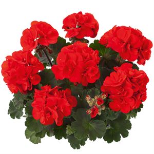 Afbeelding van Geranium Staand P12 Castello Ronja
